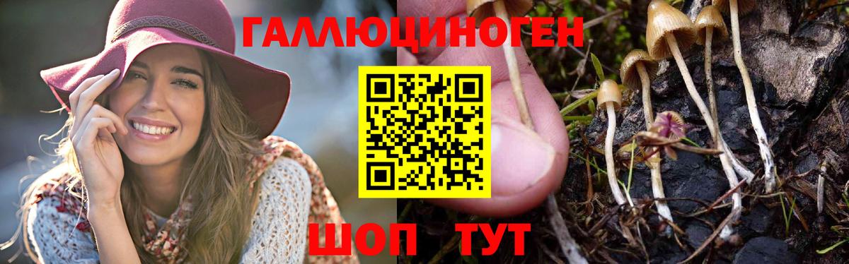 Псилоцибиновые грибы мицелий  Галлюциногенные грибы Psilocybe  Канаш  Вход с VPN 